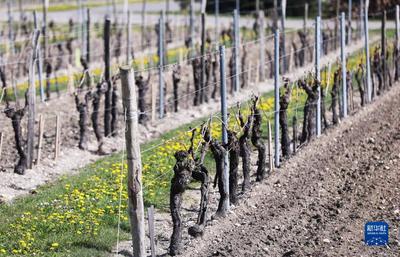 法國(guó)干邑:探訪軒尼詩(shī)工廠 品葡萄酒之美